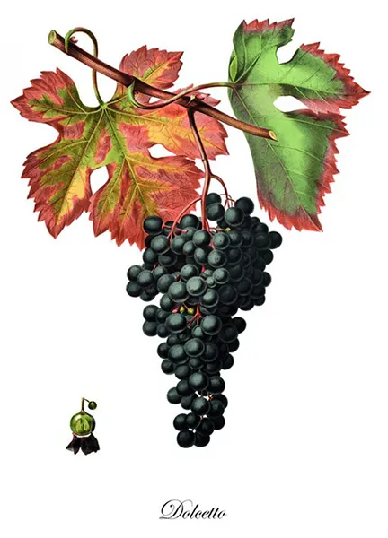 Cépage Dolcetto - représentation ampélographique des raisins