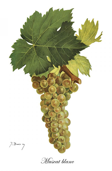 Cépage Moscato Bianco - Représentation ampélographique des raisins