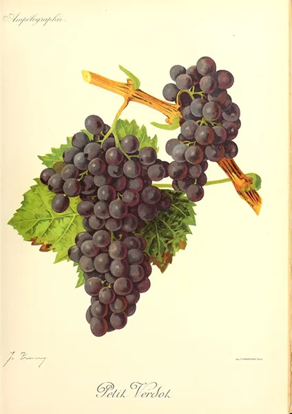 Traubensorte Petit Verdot - Ampelographische Darstellung der Trauben