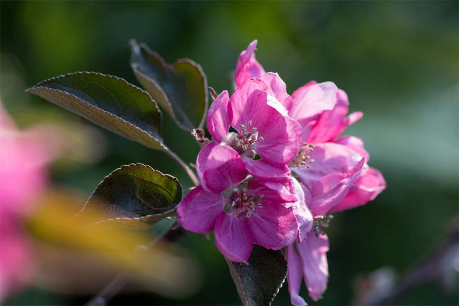 Jus de pomme de montagne Rouge