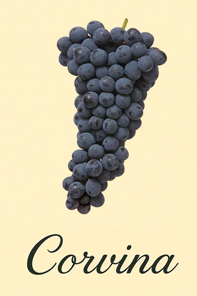 Cépage Corvina - présentation des raisins