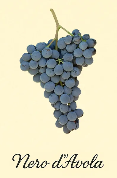 Cépage Nero d'Avola - présentation des raisins
