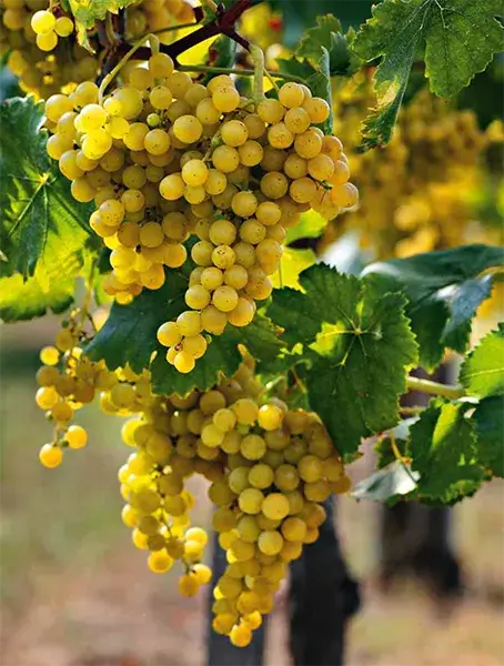 Traubensorte Fior d'Arancio - Ampelographische Darstellung der Trauben