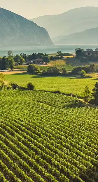 Landschaft mit Sicht über die Rebberge zum Lago d'Iseo in der Franciacorta