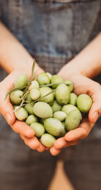 Arbeiterhände gefüllt mit frisch geernteten Oliven für die Olivenölproduktion