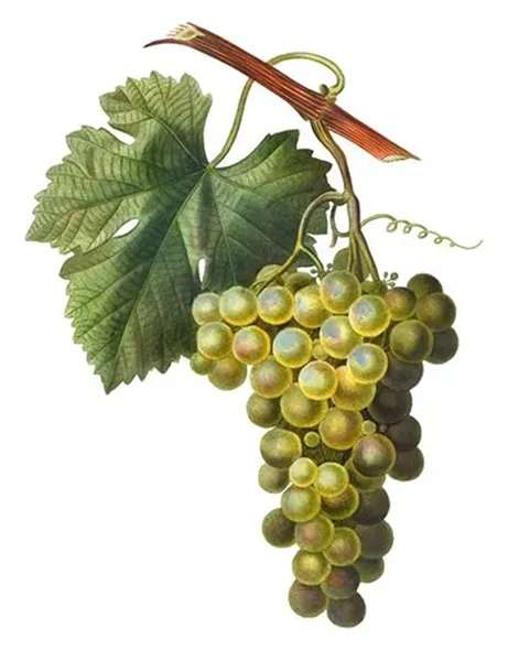 Cépage Grillo - représentation ampélographique des raisins