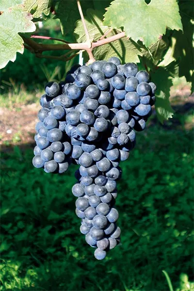 Cépage Primitivo - représentation des raisins