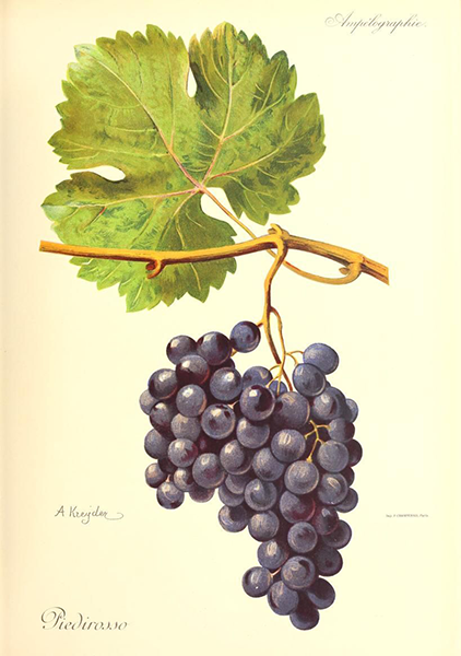 Traubensorte Piedirosso - Ampelographische Darstellung der Trauben
