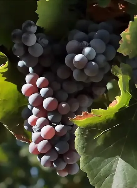Traubensorte Monica di Sardegna - Darstellung der Trauben