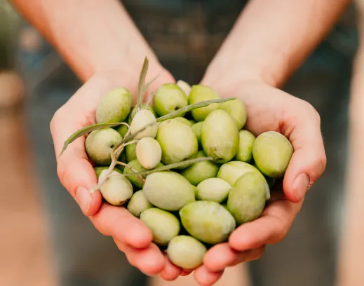 Mains d'ouvriers remplies d'olives fraîchement récoltées pour la production d'huile d'olive biologique