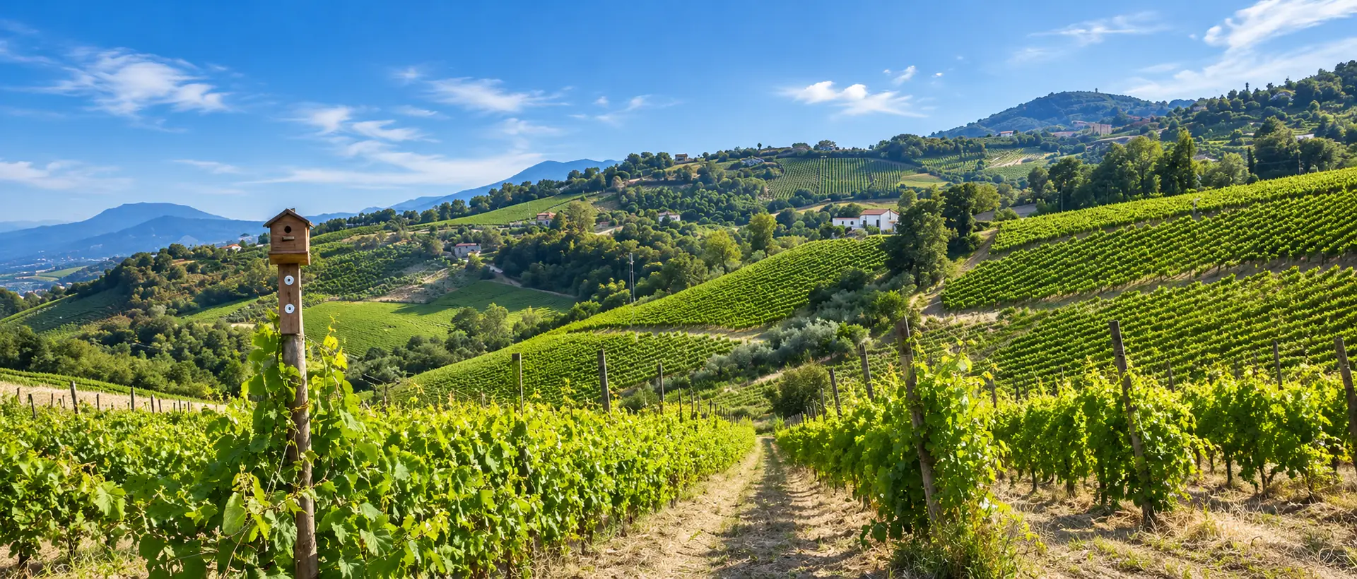 Vignobles ensoleillés dans les collines d’Irpinia en Campanie