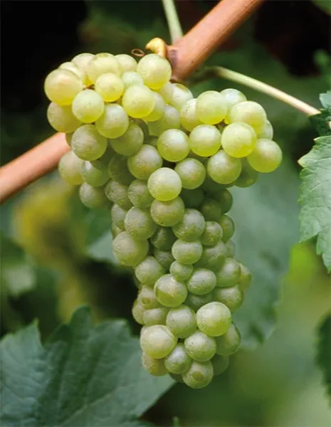 Cépage Friulano (Tocai) - représentation des raisins