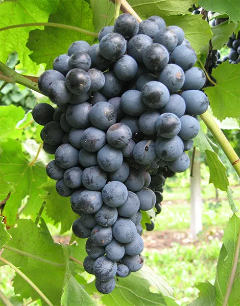 Cépage Lagrein - représentation ampélographique des raisins