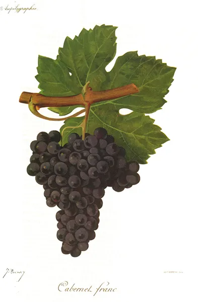 Cépage Cabernet Franc - Représentation ampélographique des raisins