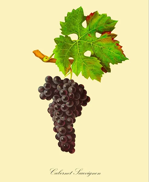 Cépage Cabernet Sauvignon - Description ampélographique du raisin