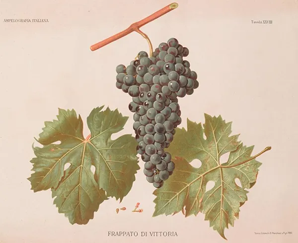 Traubensorte Frappato di Vittoria - Ampelographische Darstellung der Trauben