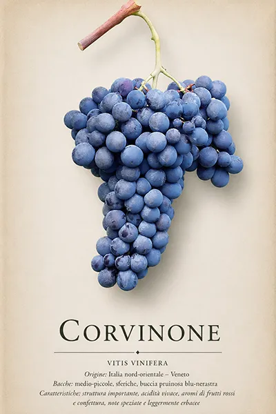 Cépage Corvinone - présentation des raisins