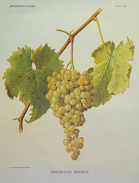 Cépage Glera - représentation ampélographique des raisins