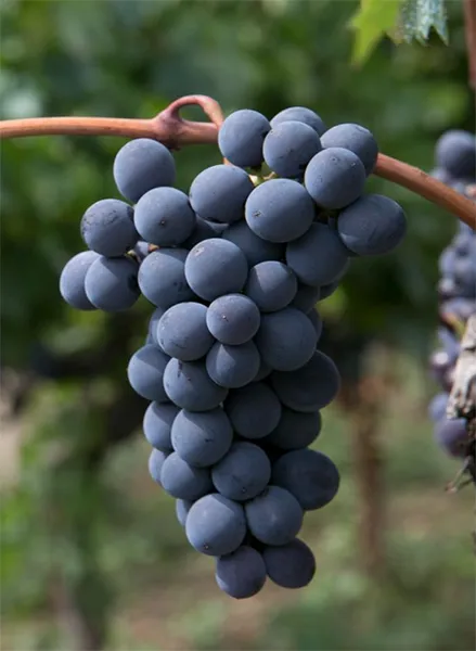Traubensorte Nerello Cappuccio - Ampelographische Darstellung der Trauben