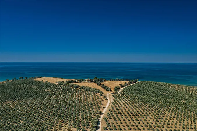 Vue de vignobles en Sicile avec vue sur la mer